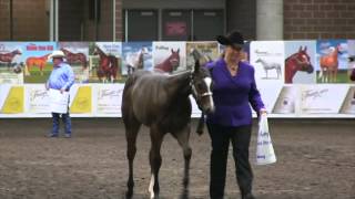 2014 Breeders Halter Futurity Experience [upl. by Bartholomeus225]