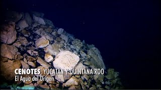 Cenotes de Yucatán y Quintana Roo El agua del origen PIEDRAS QUE HABLAN [upl. by Haleigh]