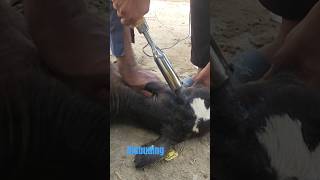 disbudding بغیر درد کے سینگ ختم کرناdehorning local anesthesia youtubeshorts viralvideo [upl. by Zelten]