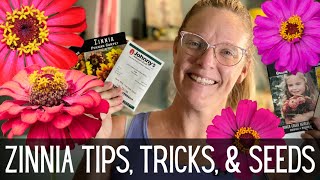 ZINNIAS Tips Tricks amp Seeds 🌸🌸🌸  All About Zinnias  How To Grow Zinnias From Seed [upl. by Perlman]