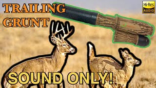 Sound Only Young Buck Trailing Grunt Call Play While Hunting Flextone “The Extractor” Deer Call [upl. by Dorsey180]