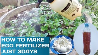 How to Make Eggshell Fertilizer Fast ampEasy [upl. by Lehcsreh]