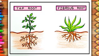 Tap and Fibrous Roots Drawing  Tap and Fibrous Roots Poster  Tap and Fibrous Roots Easy Drawing [upl. by Camala161]