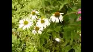 Echinacea flowers in my biogarden in linz Austria 2012 [upl. by Humph]