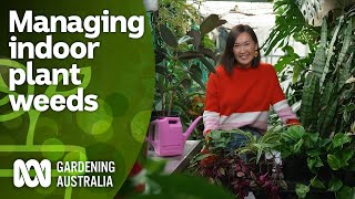 How to stop your indoor plants from becoming weeds  Indoor Plants  Gardening Australia [upl. by Hi925]