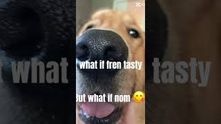 Just a little nibble 😏… dog goldens goldenretreiver puppy cute sub [upl. by Eelan]