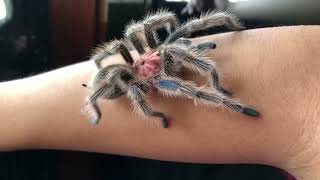 Handling Chilean Rose Hair Tarantula [upl. by Ahtanoj403]