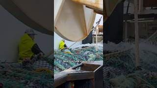 Pollock Fishing Explained commercialfishing alaska [upl. by Trenna915]