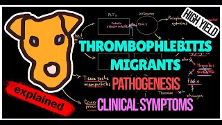 Thrombophlebitis migrants Trousseau syndrome Pathogenesis Symptoms Treatment [upl. by Mattland59]