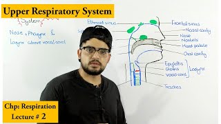 Nose Pharynx and larynx  Anatomy and Physiology [upl. by Arerrac]