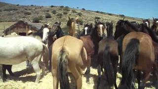 las trillas a yegua suelta en alhuemilla canela baja [upl. by Astor]