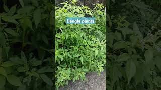 Dangla plants hk [upl. by Ikoek]