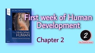 First week of Human Development  Chapter 2  Embryology  KLM [upl. by Illa868]