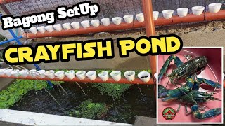 Bagong Set up sa Ating Crayfish Pond [upl. by Lynnelle]