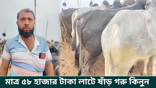 ১৩০২২৪ মফিজুল ইসলাম ভাইয়ের কাছ থেকে ষাঁড় গরু কিনুন মাত্র ৫৮ হাজার টাকা লাটে। [upl. by Dahs]