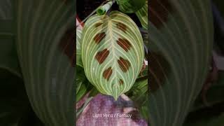 Maranta Leuconeura Collection 💚 [upl. by Ondrea]