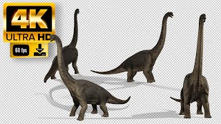 Dinosaur  Brachiosaurus Green Screen  Footage 4K [upl. by Ettenwahs]