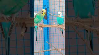 Budgies provide green food ll happy budgie greenfoods [upl. by Colman]