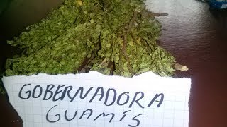 gobernadora disuelve las piedras del riñon y vejiga [upl. by Atinaujnas]