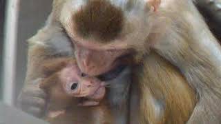 Facial communication between mother and infant macaque monkeys part 2 [upl. by Lou618]