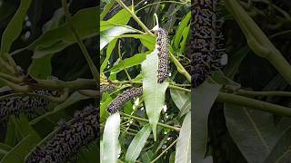 Mopane Worms 🐛 Harvesting shortsfeed weirdfoods africa youtubeshorts malikadoesit [upl. by Kayley]