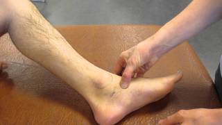 Navicular Tuberosity Ankle Palpation [upl. by Ellebanna]