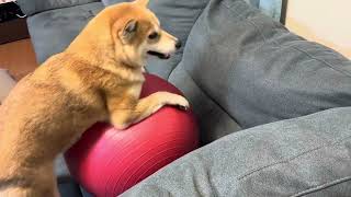 Shiba Inu doing exercise with yoga ball on sofa柴犬はソファーに運動してる時｡shiba 柴犬 dog doge japan life [upl. by Adnohsad]