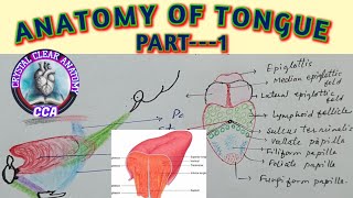 ANATOMY OF TONGUE Part 1 । TONGUE  External features and Papillae [upl. by Thorsten693]