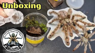 Creatures of the North unboxing venom fast tarantula fyp [upl. by Yrmac682]