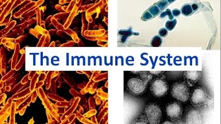 Immune System updated [upl. by Cissy]