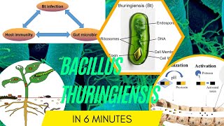 bacillus microbiology lecture Bacillus thuringiensis Easy Microbiology [upl. by Winsor19]