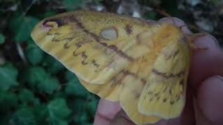 Squeaking Silkmoth  The actual moth Rhodinia fugax squeaking caterpillar final form [upl. by Mihe]