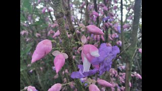 Observing the Karvi flowers once in 7 years [upl. by Ilesara160]