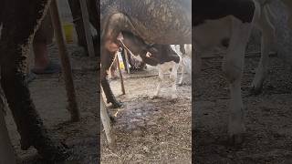 calf feeding mother milk mashallah ytshorts viral [upl. by Leander45]