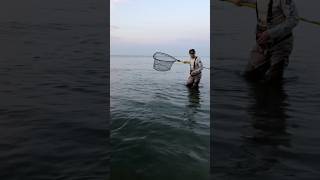 Netting Salmon at the Lake fishing sort foryou salmon [upl. by Ladiv909]