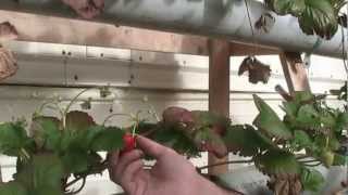 Strawberry Tower Hydroponics Easy amp Affordable DIY System [upl. by Jammie]