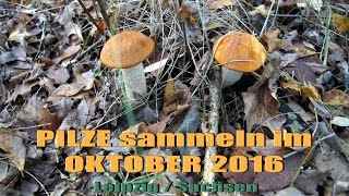 PILZE sammeln im OKTOBER 2016  LEIPZIG Sachsen [upl. by Haye117]