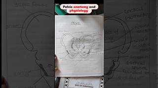 pelvis anatomy notesshorts pelvis anatomy medico [upl. by Eellek]