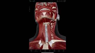 Infrahyoid Muscles Visible Body [upl. by Grubman]