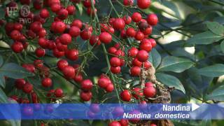 Nandina Nandina domestica [upl. by Nylirrehs699]