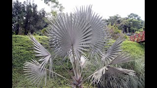 How to Grow Bismarckia Nobilis Palm from Seed 🌴 [upl. by Oilcareh]