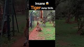 Insane Tiger Jump Skills 🐯shorts [upl. by Areemas]