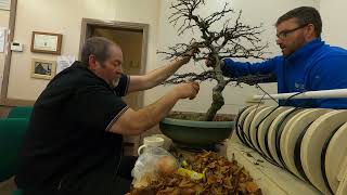 Experience the Magic of Akamatsu Club Witness the Creation of a Stunning New Beech Tree Bonsai [upl. by Erlene905]