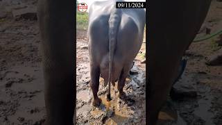 murrah buffalo in maharashtra shorts murrah [upl. by Oicelem]