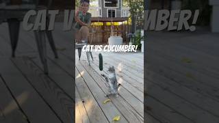 Do Cucumbers Actually Scare Cats cats funnycats shorts funnycatvideos funnypets [upl. by Eceerehs]