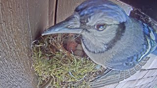 Blue Jay Steals Cowbird Hatchling from Phoebe Nest [upl. by Yro786]