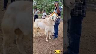 Careful feeding of lambs shortfeed youtubeshorts sheeps goat [upl. by Joyce]