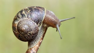 Only for lovers of snails and slugs Gastropods of Israel [upl. by Lanam70]