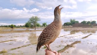 Teetar ki boli  teetar awaaz  teetar sound  gray francolin teetar voice [upl. by Rayner]