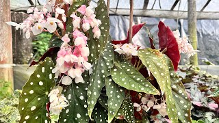 How to care Rex Begonia  Rex Begonia care and tips planttips garden mrs lama [upl. by Thorrlow872]